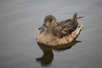 Schnatterente / Gadwall / Mareca strepera