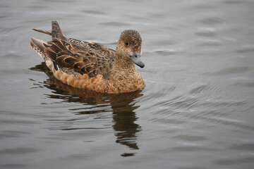 Schnatterente / Gadwall / Mareca strepera