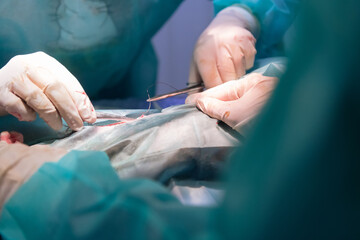 A surgeon and veterinarians team performing castration or sterilization operation on a cat in an animal hospital. 