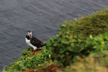 Papageitaucher / Atlantic puffin / Fratercula arctica..