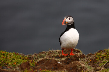 Papageitaucher / Atlantic puffin / Fratercula arctica