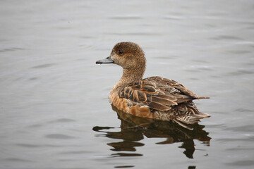 Schnatterente / Gadwall / Mareca strepera