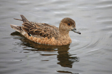 Schnatterente / Gadwall / Mareca strepera
