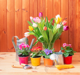 Fresh colorful tulips, primula flowers in flower pots and gardening tools on wooden table.