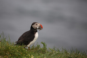 Papageitaucher / Atlantic puffin / Fratercula arctica..