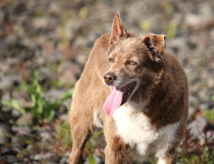 Hund / Dog / Canis