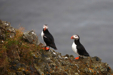 Fototapeta premium Papageitaucher / Atlantic puffin / Fratercula arctica