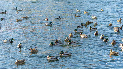 Waterfowl ducks and drakes on a winter river near open water in the city. Selective focus. Defocused foreground.