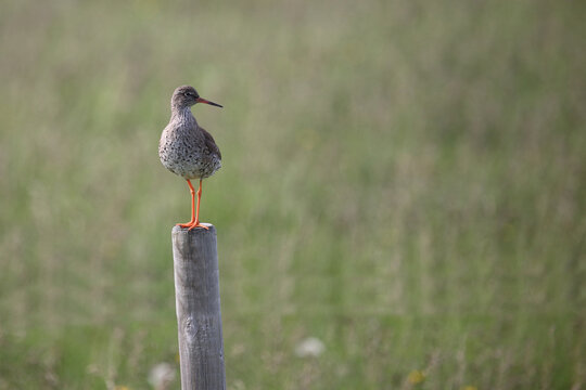 Isl&auml;ndischer Rotschenkel / Common redshank / Tringa totanus robusta