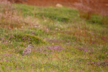 Regenbrachvogel / Eurasian whimbrel / Numenius phaeopus