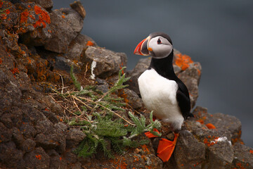 Papageitaucher / Atlantic puffin / Fratercula arctica