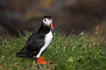 Papageitaucher / Atlantic puffin / Fratercula arctica