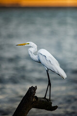 Little heron perching on a dead wood by the sea