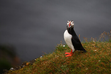 Papageitaucher / Atlantic puffin / Fratercula arctica..