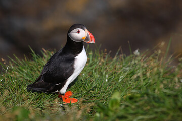 Papageitaucher / Atlantic puffin / Fratercula arctica