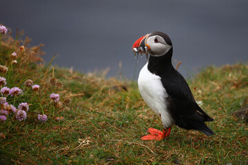 Papageitaucher / Atlantic puffin / Fratercula arctica..