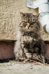 Fluffy street tabby cat basks in the warm sunlight near wall