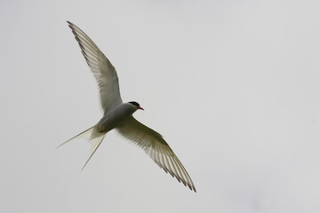 Küstenseeschwalbe / Arctic tern / Sterna paradisaea.