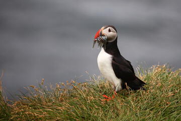 Papageitaucher / Atlantic puffin / Fratercula arctica..