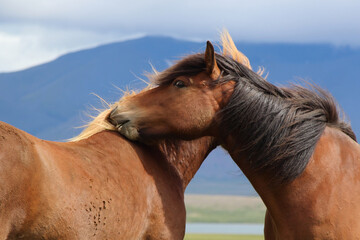 Islandpferd / Icelandic horse / Equus ferus caballus
