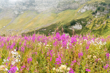 Obraz premium Mountain landscape with pink fireweed flowers in the foreground, mountains in white haze of clouds, beautiful view