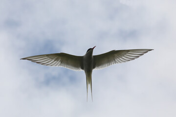 Küstenseeschwalbe / Arctic tern / Sterna paradisaea.