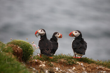 Papageitaucher / Atlantic puffin / Fratercula arctica..