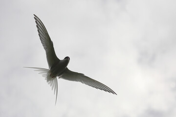 Küstenseeschwalbe / Arctic tern / Sterna paradisaea.