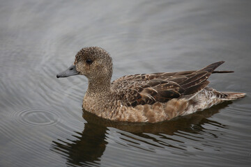 Schnatterente / Gadwall / Mareca strepera