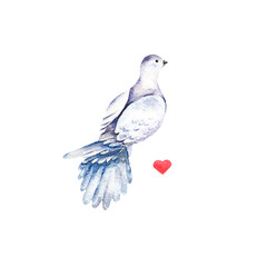 Watercolor bright card with dove and heart. Isolated artistic illustration with bird. Greeting object art. - 490361548