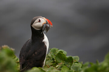 Papageitaucher / Atlantic puffin / Fratercula arctica..