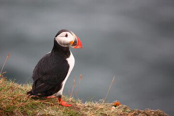 Papageitaucher / Atlantic puffin / Fratercula arctica