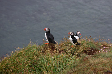 Papageitaucher / Atlantic puffin / Fratercula arctica