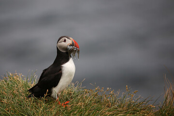 Papageitaucher / Atlantic puffin / Fratercula arctica..