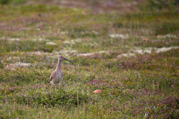 Regenbrachvogel / Eurasian whimbrel / Numenius phaeopus
