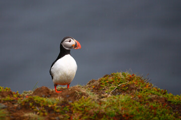 Papageitaucher / Atlantic puffin / Fratercula arctica