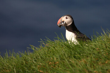 Papageitaucher / Atlantic puffin / Fratercula arctica..