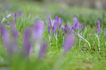 Close-up of blooming crocuses and brightly green grass. Drops of rain water visible on the flowers. Tender sings of spring. Flowers of love and hope.
