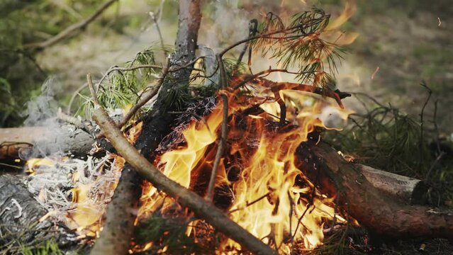 Bonfire burning in the woods during a picnic.