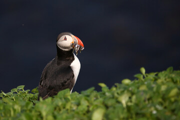 Papageitaucher / Atlantic puffin / Fratercula arctica..
