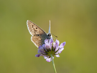 Male Chalkhill Blue Butterfly Feeding on Field Scabious