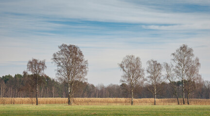 Oberlausitzer Heide- und Teichlandschaft im Winter ohne Schnee