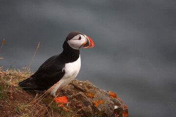 Papageitaucher / Atlantic puffin / Fratercula arctica