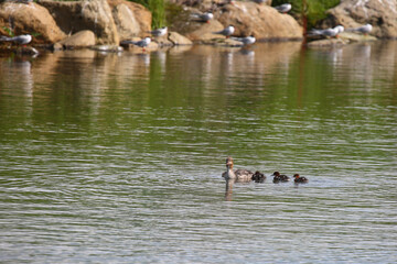 Ohrentaucher / Horned grebe / Podiceps auritus.