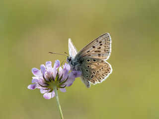 Male Chalkhill Blue Butterfly Feeding on Field Scabious