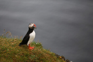 Papageitaucher / Atlantic puffin / Fratercula arctica..