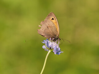 Meadow Brown Butterfly Fielding on Scabious