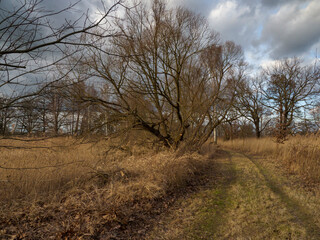 Oberlausitzer Heide- und Teichlandschaft im Winter ohne Schnee