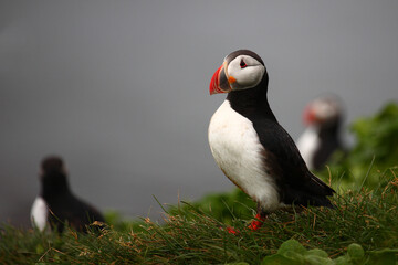 Papageitaucher / Atlantic puffin / Fratercula arctica