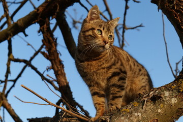 Fototapeta na wymiar cat on a branch
